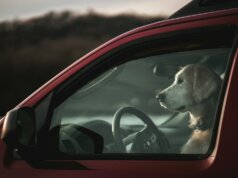 brown and white short coated dog inside car