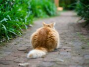 selective focus photography of brown tabby cat on pathway