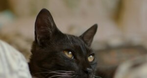 black cat selective focus photography