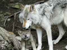 gray wolves near tree trunk