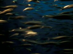 underwater photo of school of fish