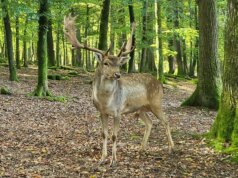 Hirsch Wild-Park Klaushof