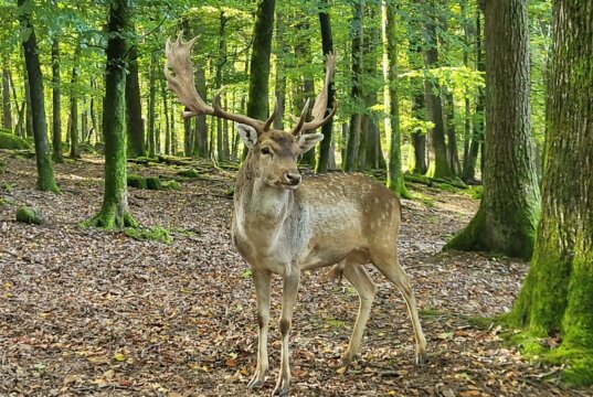 Hirsch Wild-Park Klaushof