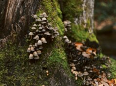 gray mushrooms at daytime