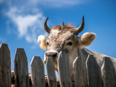 cattle behind fence