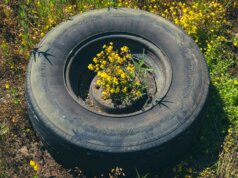 a tire with a plant growing out of it