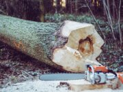 chainsaw near tree log