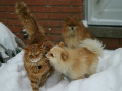 brown cat beside dog during daytime