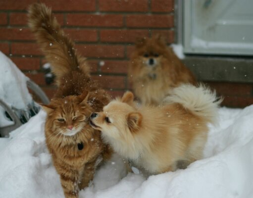 brown cat beside dog during daytime