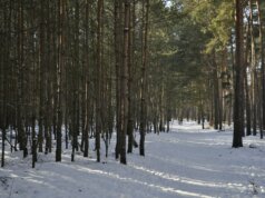 brown trees on snow covered ground during daytime